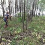 Работники совхоза спасли 500 гектар леса от пожара